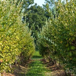Photo #4 of 32286 Laton, Albemarle, NC
