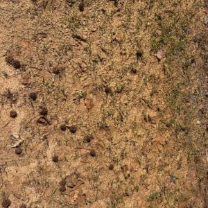 Photo #35 of 12.68 Acre 99, Blair, SC