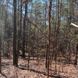 Photo #31 of 12.68 Acre 99, Blair, SC
