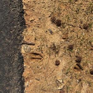 Photo #36 of 12.68 Acre 99, Blair, SC