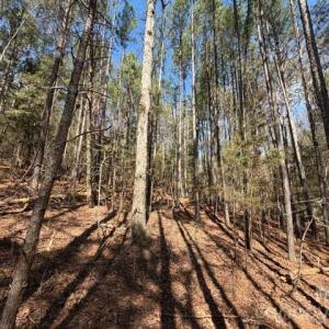 Photo #21 of 12.68 Acre 99, Blair, SC