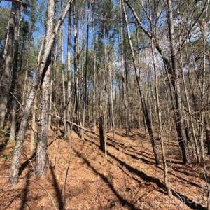 Photo #20 of 12.68 Acre 99, Blair, SC