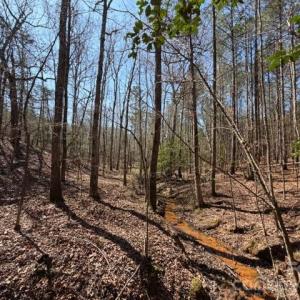 Photo #18 of 12.68 Acre 99, Blair, SC