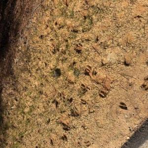 Photo #40 of 12.68 Acre 99, Blair, SC