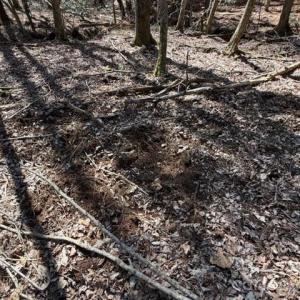 Photo #26 of 12.68 Acre 99, Blair, SC