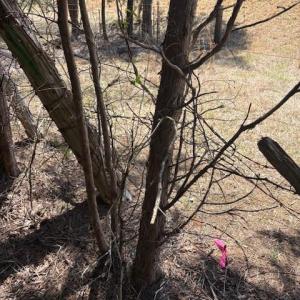 Photo #4 of 7350 Paul Linker, Concord, NC