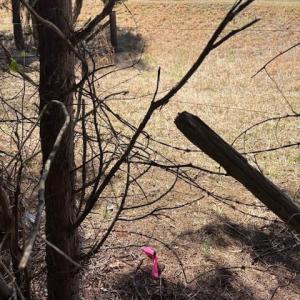 Photo #5 of 7350 Paul Linker, Concord, NC