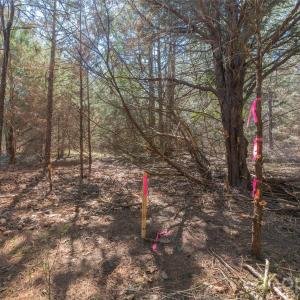 Photo #13 of Cemetery, Fort Lawn, SC