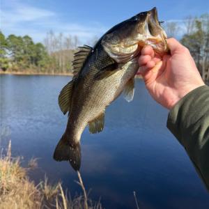 Photo #22 of 300 McCall, Ellerbe, NC