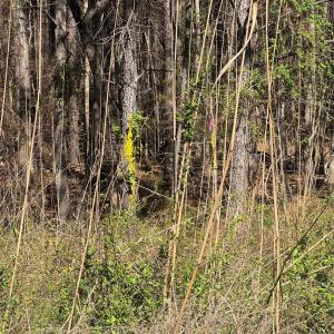 Photo #17 of 1802 Goings, Chester, SC