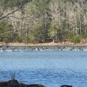 Photo #6 of 1802 Goings, Chester, SC