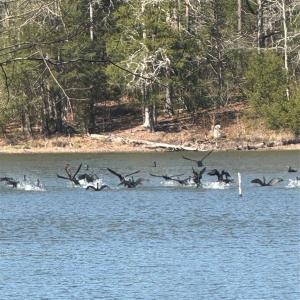 Photo #8 of 1802 Goings, Chester, SC