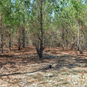 Photo #24 of 931 Charlie Johnson, Kershaw, SC