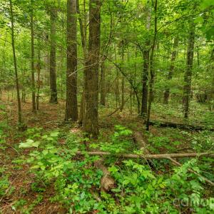 Photo #23 of Lucy Short Cut, Marshville, NC