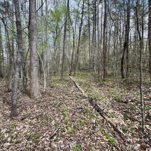 Photo #10 of 101 Autumn Leaves, Marietta, SC