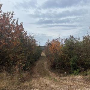 Photo #3 of TBD Wire 2, Cheraw, SC