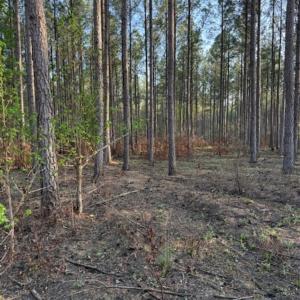 Photo #4 of Clark Mountain, Lilesville, NC