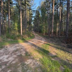 Photo #6 of Clark Mountain, Lilesville, NC