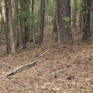 Photo #7 of 2093 Lometa, York, SC