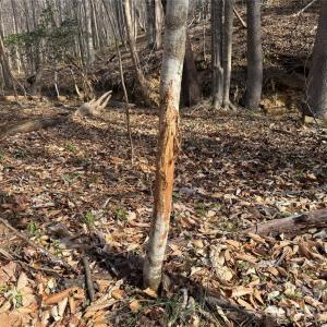 Photo #26 of 1164 Robert C Kellam, Pinnacle, NC