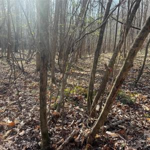 Photo #21 of 1164 Robert C Kellam, Pinnacle, NC