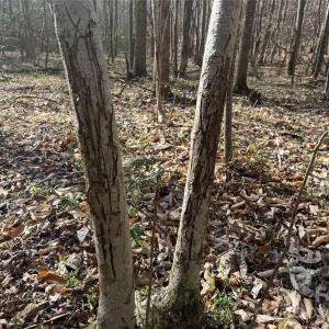 Photo #23 of 1164 Robert C Kellam, Pinnacle, NC