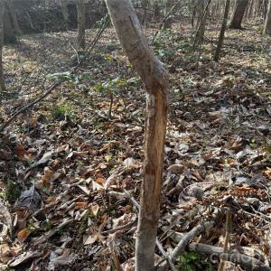 Photo #30 of 1164 Robert C Kellam, Pinnacle, NC