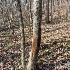 Photo #29 of 1164 Robert C Kellam, Pinnacle, NC