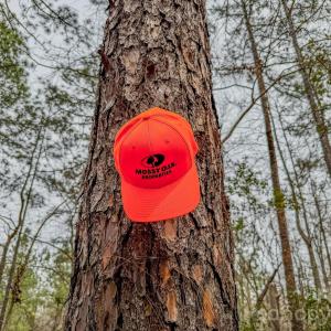 Photo #17 of Lobelia, Vass, NC