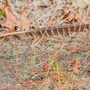 Photo #43 of Lobelia, Vass, NC