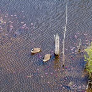 Photo #2 of Lobelia, Vass, NC