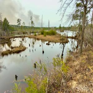 Photo #7 of Lobelia, Vass, NC