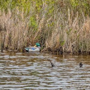 Photo #18 of Lobelia, Vass, NC