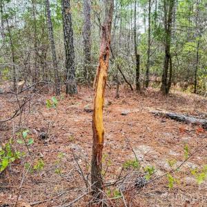 Photo #29 of Lobelia, Vass, NC