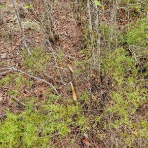 Photo #40 of Lobelia, Vass, NC