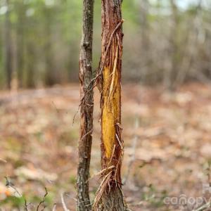 Photo #27 of Lobelia, Vass, NC