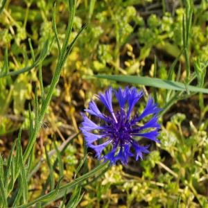 Photo #15 of NC 801, Mt Ulla, NC