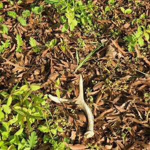 Photo #16 of NC 801, Mt Ulla, NC