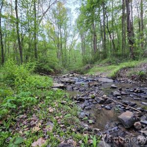 Photo #8 of Ketchie, Mt Ulla, NC