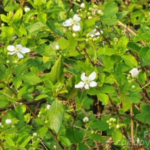 Photo #26 of Ketchie, Mt Ulla, NC