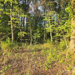 Photo #15 of Ketchie, Mt Ulla, NC