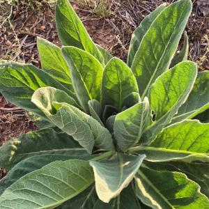 Photo #25 of Ketchie, Mt Ulla, NC