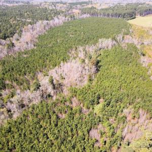 Photo #5 of 01 Collins Mountain, Chapel Hill, NC