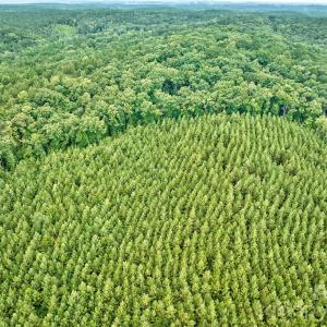 Photo #6 of 21 US Highway 21, Ridgeway, SC