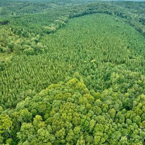 Photo #4 of 21 US Highway 21, Ridgeway, SC