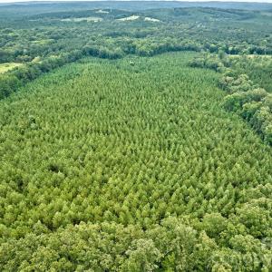 Photo #8 of 21 US Highway 21, Ridgeway, SC