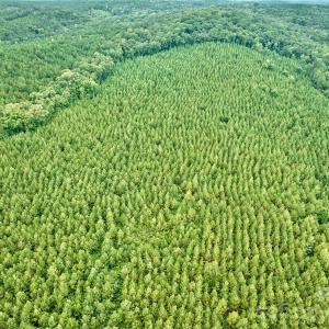 Photo #5 of 21 US Highway 21, Ridgeway, SC