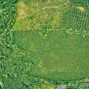 Photo #15 of 21 US Highway 21, Ridgeway, SC