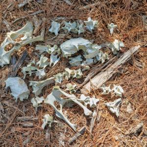 Photo #15 of 931 Charlie Johnson, Kershaw, SC