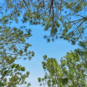 Photo #18 of 931 Charlie Johnson, Kershaw, SC